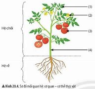 Các Cây Thuộc Cấp Độ Tổ Chức Nào